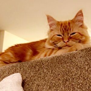 Meet your Posher, Madison